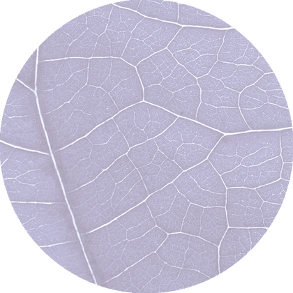 Grafische Darstellung von Blattadern in Kreisform – symbolisiert das Venensystem.