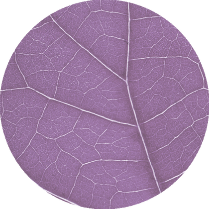 Grafische Darstellung von Blattadern in Kreisform – symbolisiert das Venensystem.